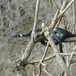 Grass snake, June 2015