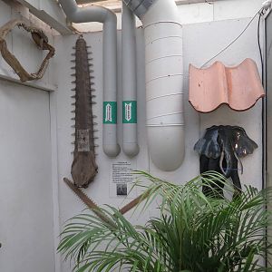 Sawfish saws, June 2015