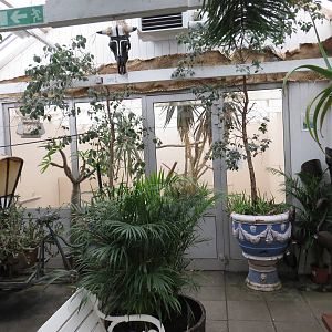 Tortoise viewing area with rickshaw, June 2015