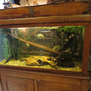 Piranha tank, June 2015