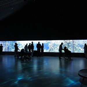 Coral reef display, June 2015.