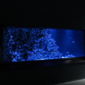 Olive sea snake exhibit, June 2015.