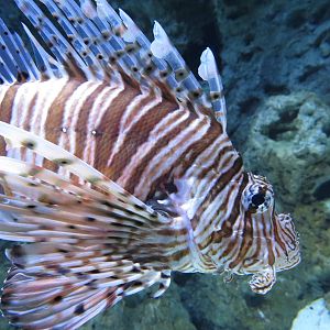 Lionfish, June 2015.