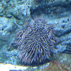 Crown-of-thorns starfish, June 2015.