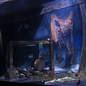 Common octopus enclosure, June 2015.