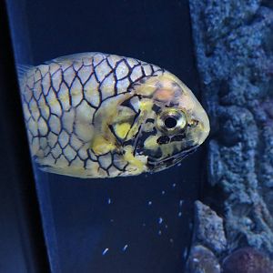 Pinecone fish, June 2015.