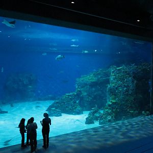 Main ocean tank, June 2015.
