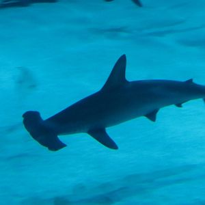 Scalloped hammerhead, June 2015.