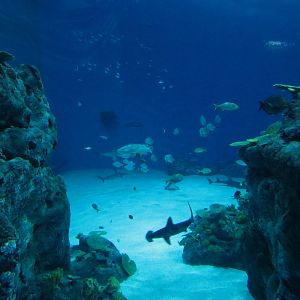 Main ocean tank, June 2015.