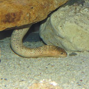 Olive sea snake, June 2015.