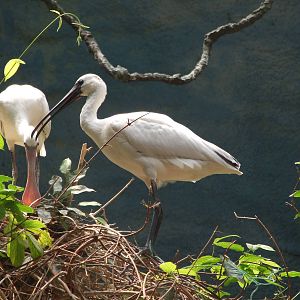 Mixed by black-faced spoonbill (Platalea minor) and black-headed ibis (Thre