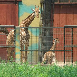 South African giraffe, 01/07/2015 born