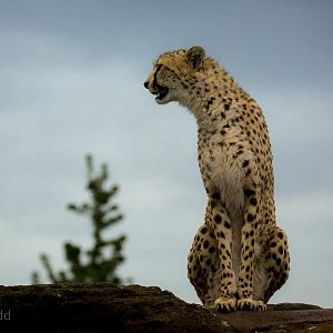 Cheetah : Whipsnade : 08 May 2015