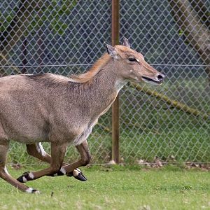 Nilgai : Whipsnade : 17 May 2015