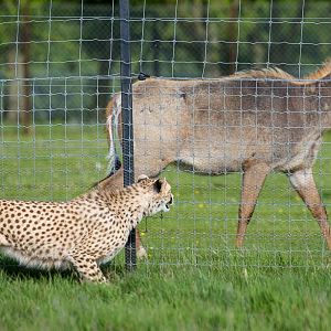 Nilgai : Whipsnade : 17 May 2015