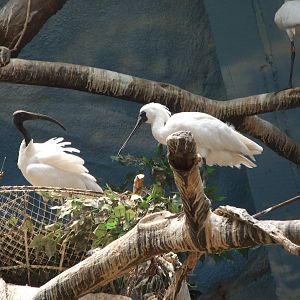 black-faced spoonbill (Platalea minor) and black-headed ibis (Threskiornis
