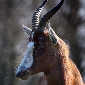 Blesbok : Whipsnade : 06 Apr 2015