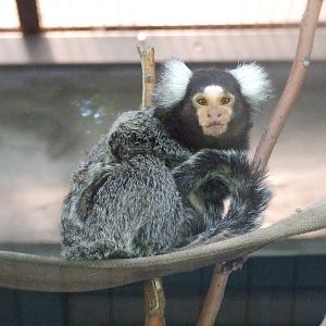 Common Marmoset
