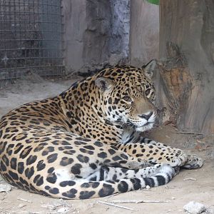 Jaguar