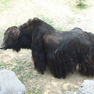 Yak