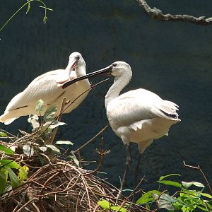 black-faced spoonbill X black-headed ibis hybrid, falls in love with an Eur