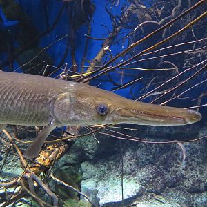 Alligator gar, June 2015.