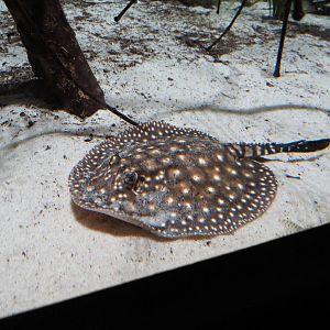 Itaituba stingray, June 2015.