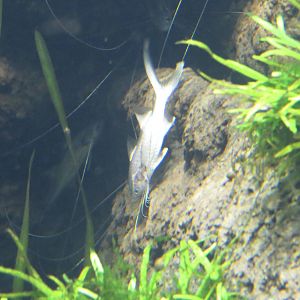 Elegant paradisefish, June 2015.