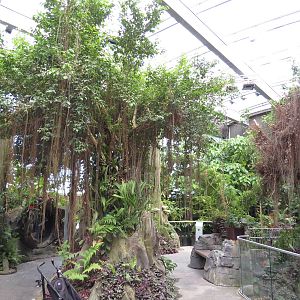 Rainforest, June 2015.