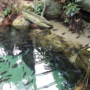 Piranha pool, June 2015.