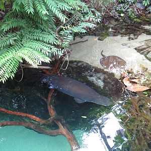 River pool, June 2015.