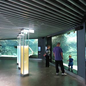 Underwater viewing for rainforest tanks, June 2015.