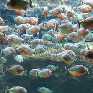 Red-bellied piranhas, June 2015.