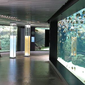 Underwater viewing for rainforest tanks, June 2015.