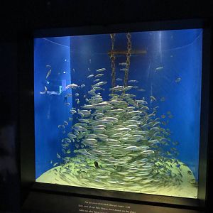 Herring & sprat shoal, June 2015.