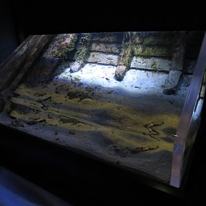 Anglerfish tank, June 2015.