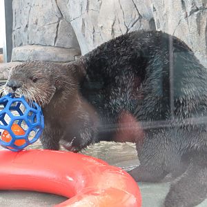 Playful northern sea otter, June 2015.