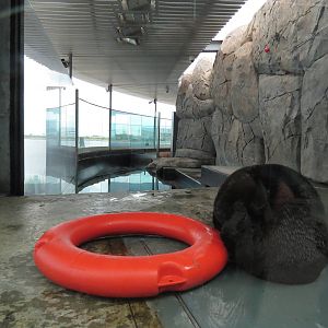 Sea otter exhibit, June 2015.