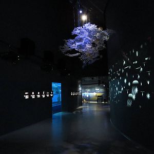 Deep sea display, June 2015.