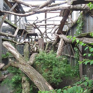 Clouded leopard enclosure, June 2015.