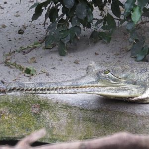 Gharial, June 2015.