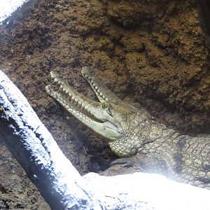 Freshwater crocodiles, June 2015.