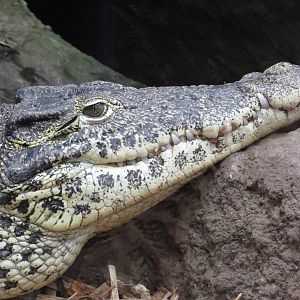 Cuban crocodile, June 2015.