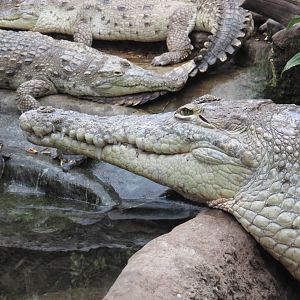 Orinoco crocodiles, June 2015.