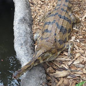 Young tomistoma, June 2015.
