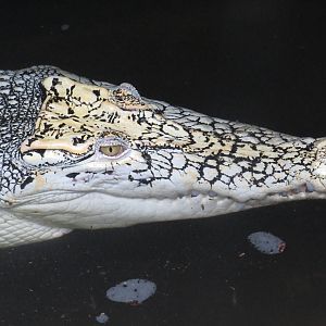 White saltwater crocodile, June 2015.
