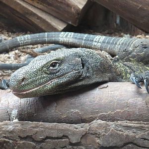 Crocodile monitor, June 2015.