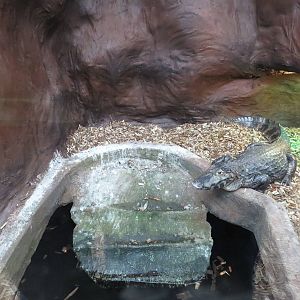 Part of yacare caiman enclosure, June 2015.