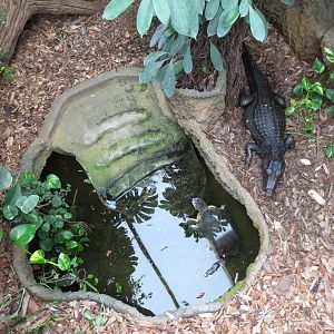 Cuvier's caiman enclosure, June 2015.