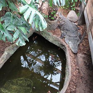 Part of mugger crocodile enclosure, June 2015.